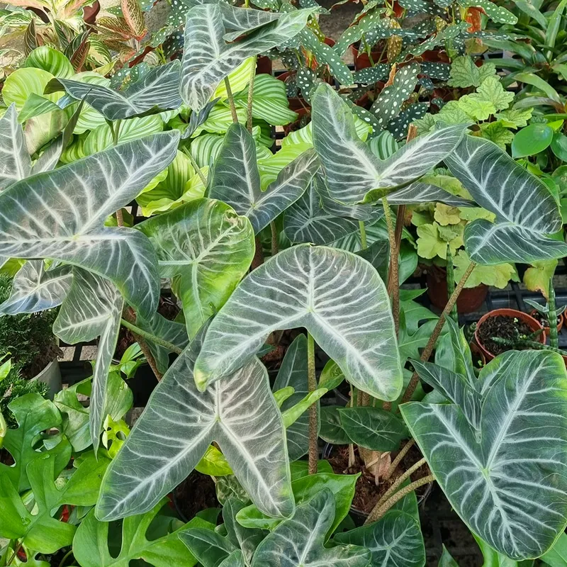 Alocasia Ivory Coast