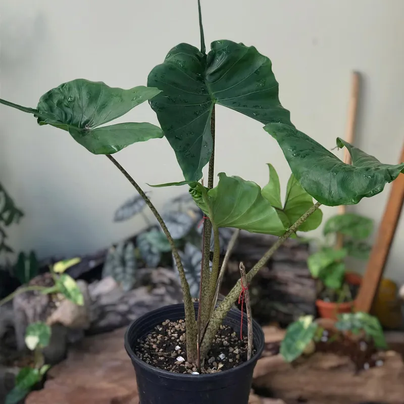 Alocasia Stingray