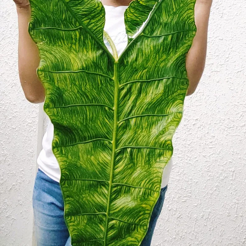 Alocasia Zebrina