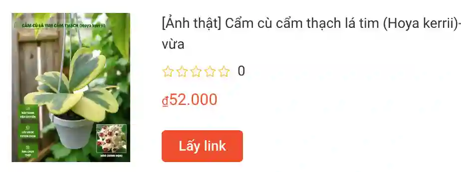 566 loài thuộc chi Hoya - Lan cẩm cù 4 Anh that Cam cu cam thach la tim Hoya kerrii | Monsteraholic