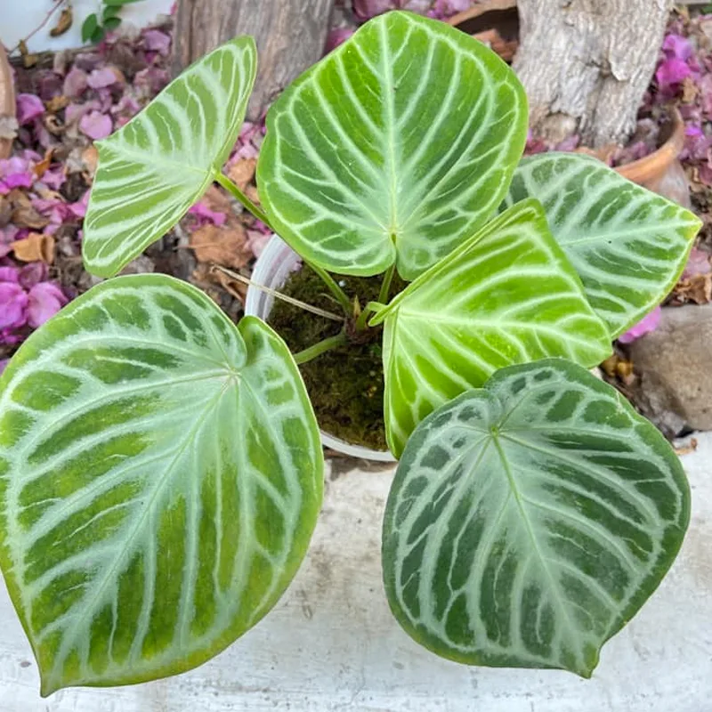 Anthurium Dorayaki