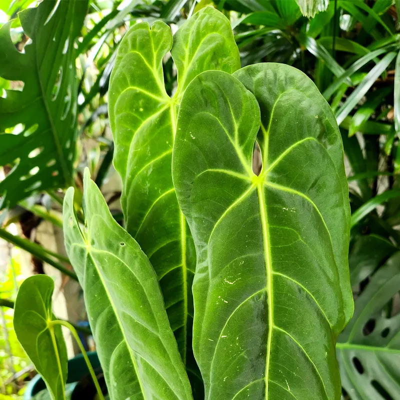 Anthurium Metallicum