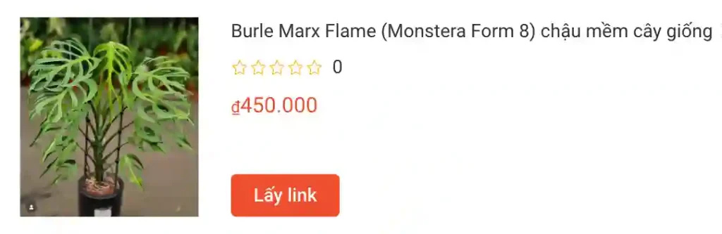 Burle Marx Flame Monstera Form 8 chau mem cay giong | Monsteraholic