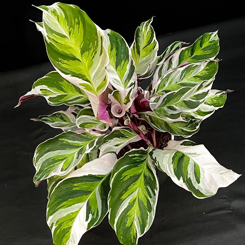 Calathea Fusion White 1 monsteraholic