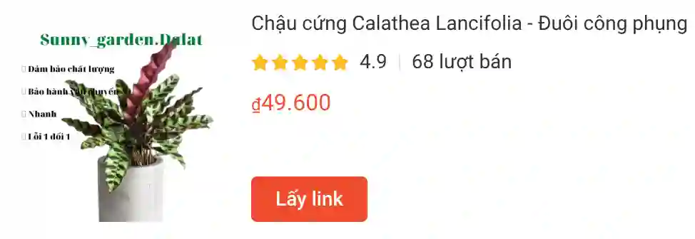 Calathea Lancifolia 1 | Monsteraholic