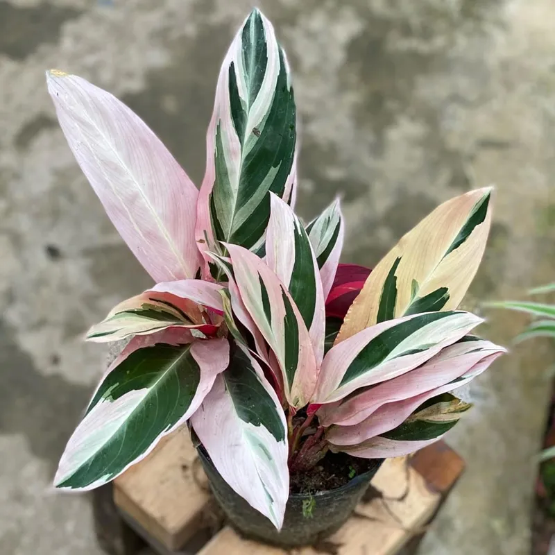 Calathea Triostar 1 monsteraholic