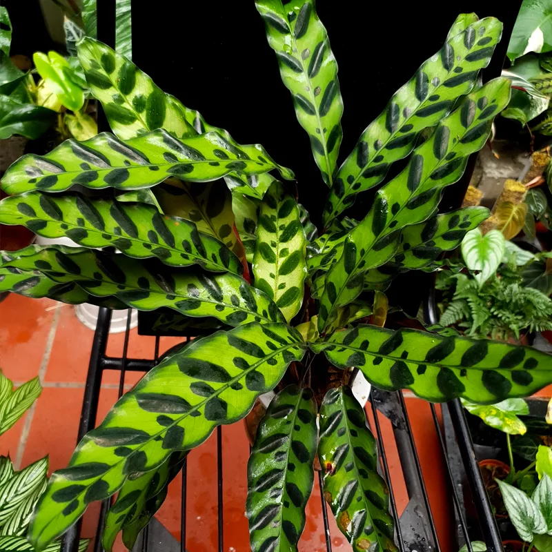 Calathea lancifolia 1 monsteraholic