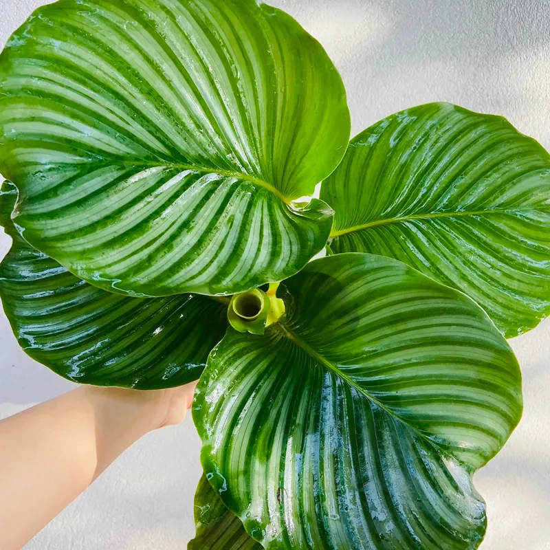 Calathea orbifolia 1 monsteraholic