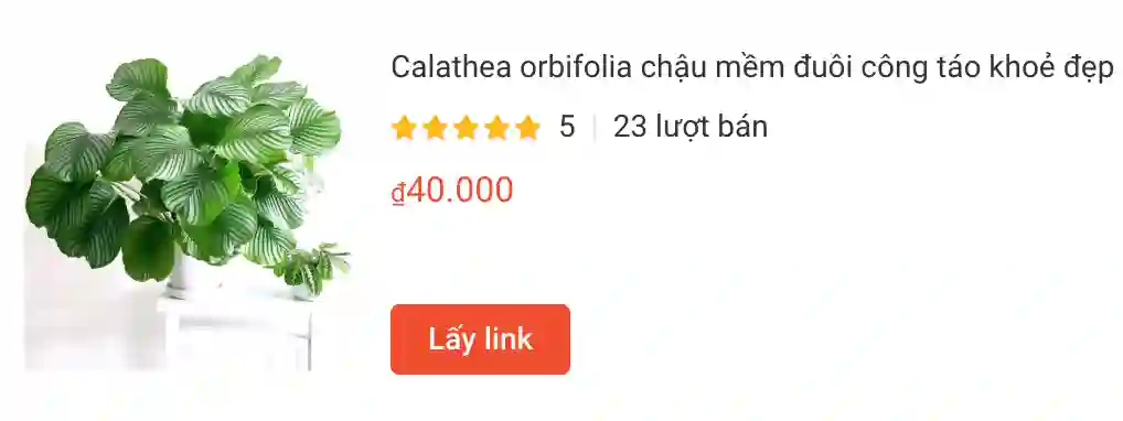 Calathea orbifolia chau mem duoi cong tao khoe dep | Monsteraholic