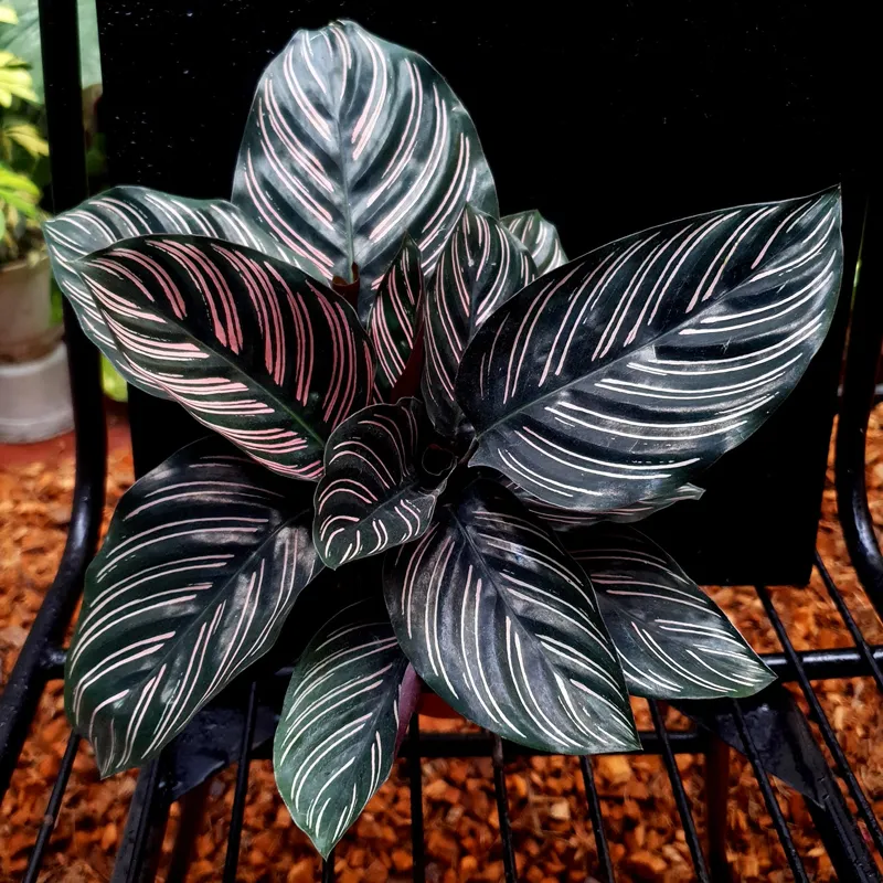 Calathea ornata 1 monsteraholic