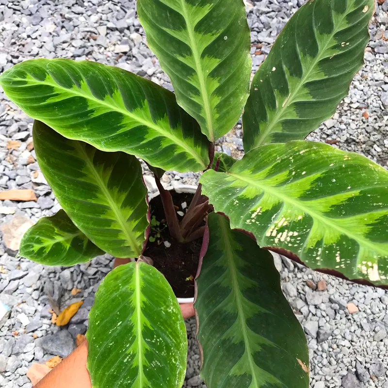 Calathea warscewiczii 1 monsteraholic