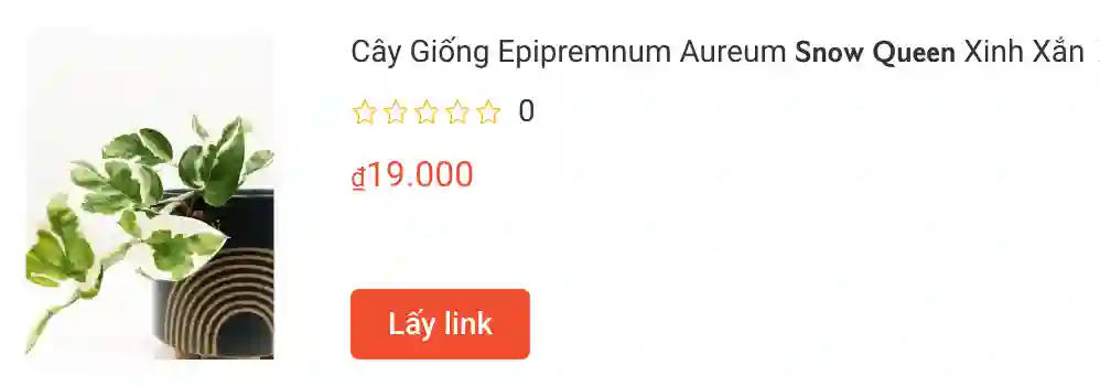 Cay Giong Epipremnum Aureum 𝗦𝗻𝗼𝘄 𝗤𝘂𝗲𝗲𝗻 Xinh Xan | Monsteraholic