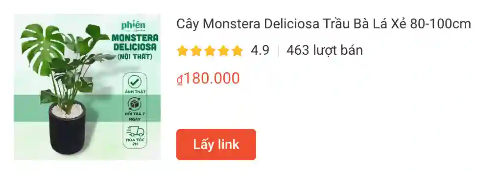 Monstera Deliciosa - Hướng dẫn chăm sóc Trầu bà lá xẻ từ A-Z 1 Cay Monstera Deliciosa Trau Ba La Xe 80 100cm | Monsteraholic