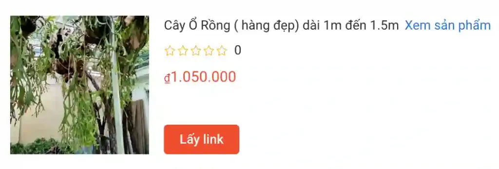 Cay O Rong hang dep dai 1m den 1.5m | Monsteraholic