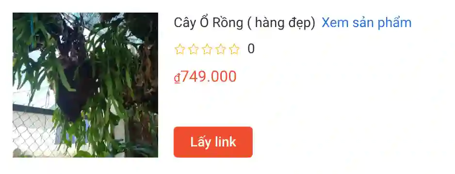 Cay O Rong hang dep | Monsteraholic