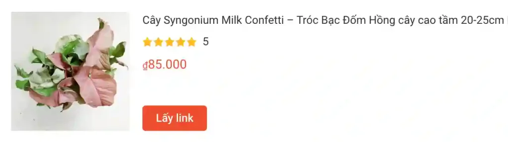 Cay Syngonium Milk Confetti – Troc Bac Dom Hong cay cao tam 20 25cm | Monsteraholic