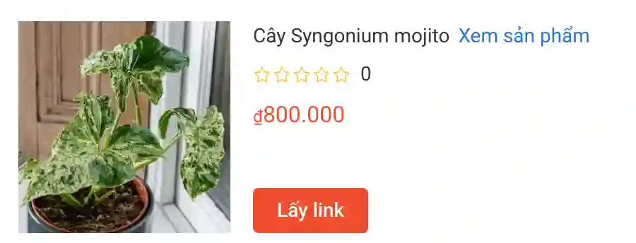 Cay Syngonium mojito | Monsteraholic