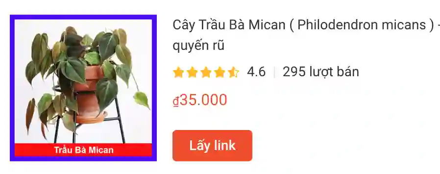 Cay Trau Ba Mican Philodendron micans | Monsteraholic