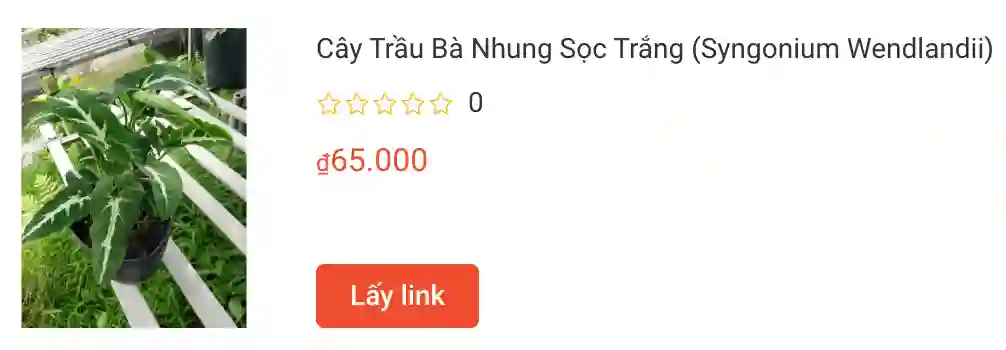 Cay Trau Ba Nhung Soc Trang Syngonium Wendlandii | Monsteraholic