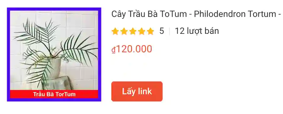 Cay Trau Ba ToTum Philodendron Tortum | Monsteraholic