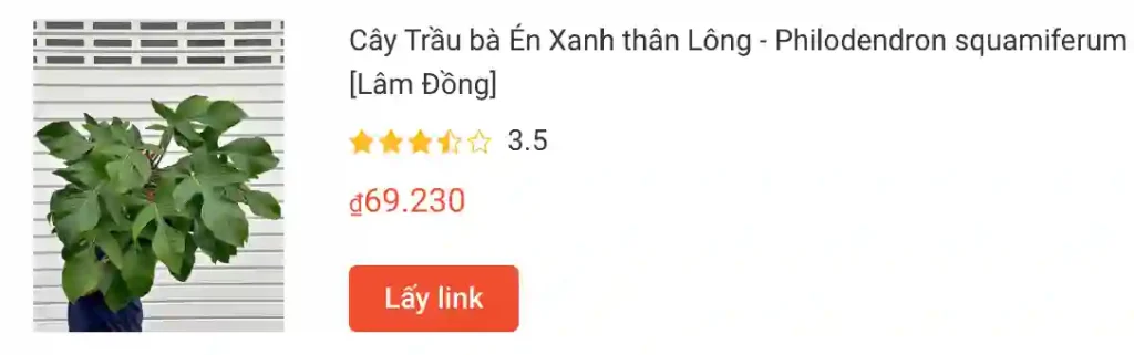 Cay Trau ba En Xanh than Long Philodendron squamiferum | Monsteraholic