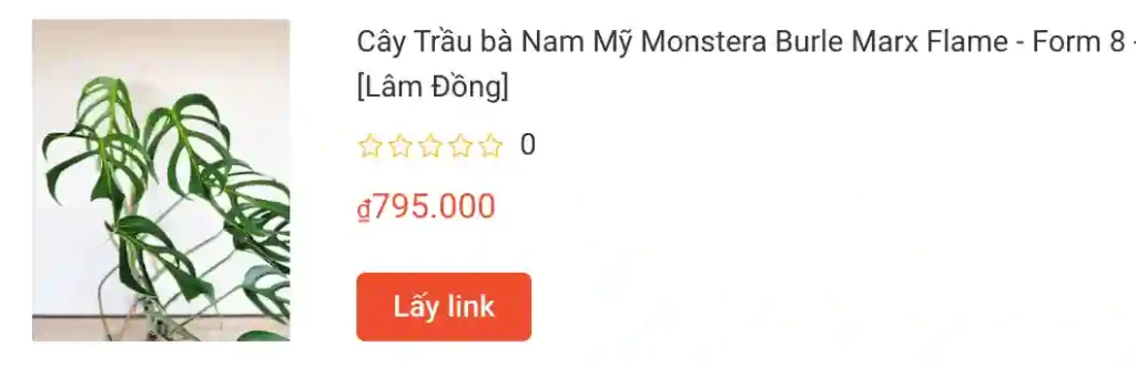 Cay Trau ba Nam My Monstera Burle Marx Flame Form 8 | Monsteraholic