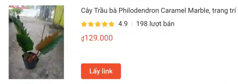 Cay Trau ba Philodendron Caramel Marble trang tri | Monsteraholic