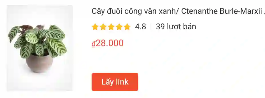 Cay duoi cong van xanh Ctenanthe Burle | Monsteraholic