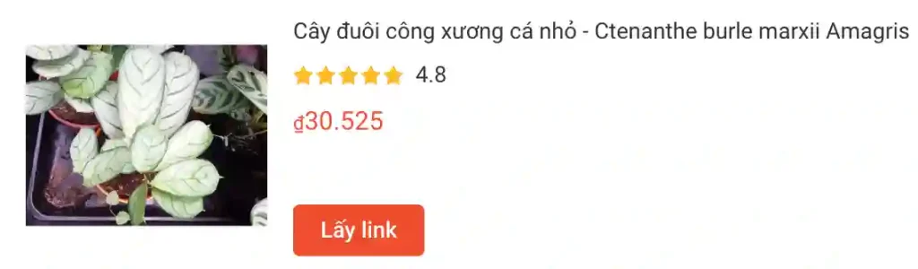 Cay duoi cong xuong ca nho Ctenanthe burle marxii Amagris | Monsteraholic