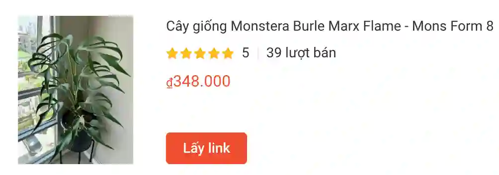 Cay giong Monstera Burle Marx Flame Mons Form 8 | Monsteraholic