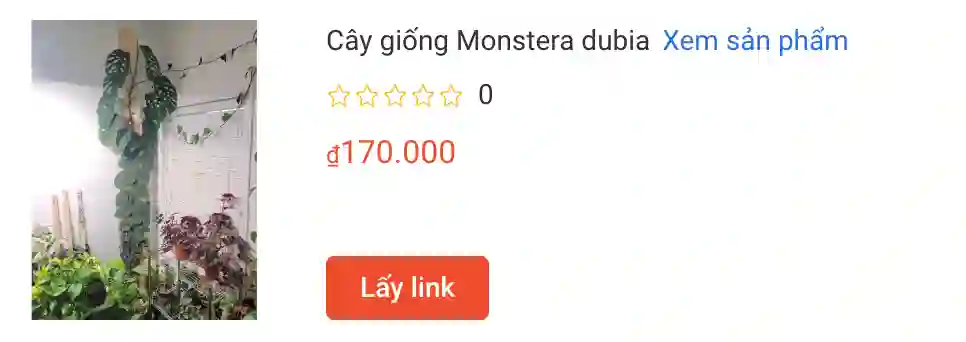 Hướng dẫn chăm sóc cây Monstera Dubia: Loài cây có màn dậy thì lột xác ngoạn mục 2 Cay giong Monstera dubia | Monsteraholic
