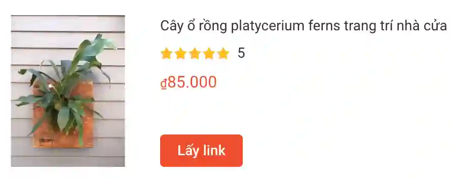 Cay o rong platycerium ferns trang tri nha cua | Monsteraholic