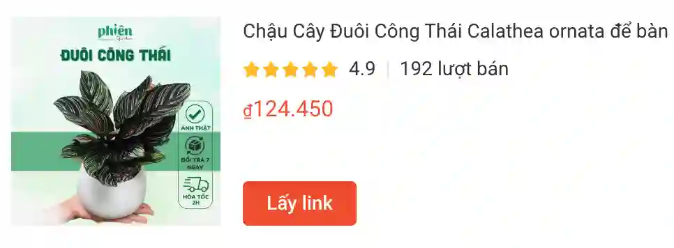 Chau Cay Duoi Cong Thai Calathea ornata de ban | Monsteraholic