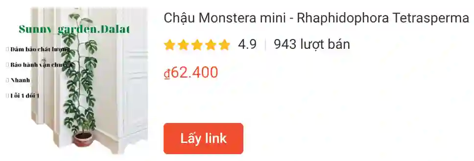 Chau Monstera mini Rhaphidophora Tetrasperma | Monsteraholic