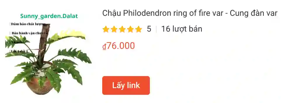 Những điều có thể bạn chưa biết về Philodendron Ring of Fire - Trầu bà cung đàn 3 Chau Philodendron ring of fire var Cung dan var | Monsteraholic