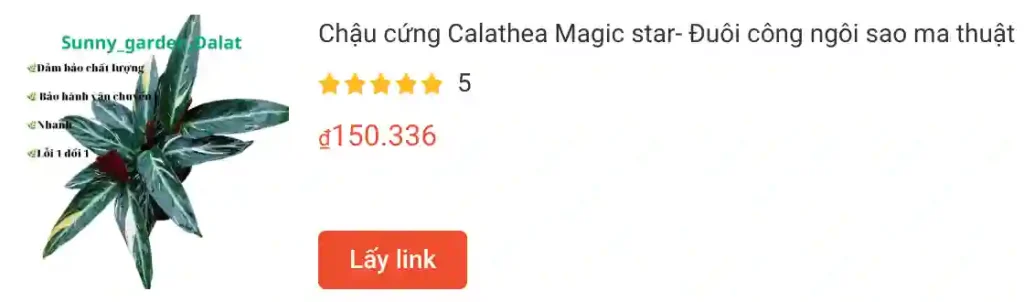 Chau cung Calathea Magic star Duoi cong ngoi sao ma thuat | Monsteraholic