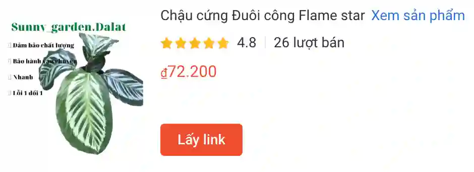 Chau cung Duoi cong Flame star | Monsteraholic