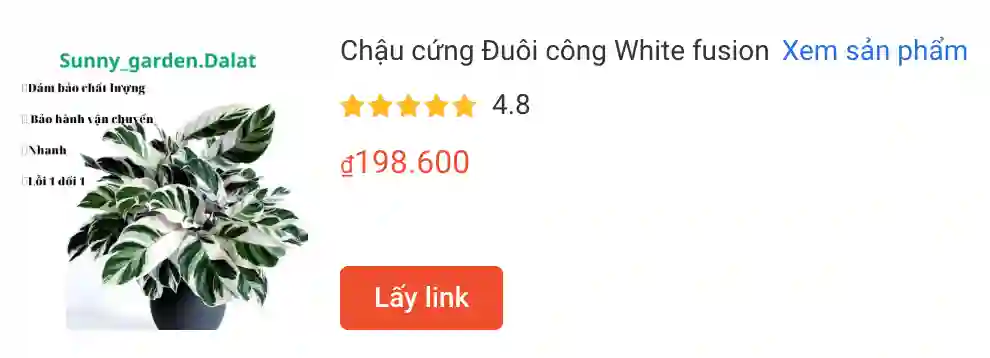 Chau cung Duoi cong White fusion | Monsteraholic