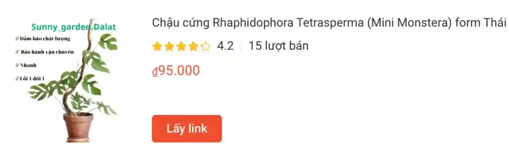 Chau cung Rhaphidophora Tetrasperma Mini Monstera form Thai | Monsteraholic