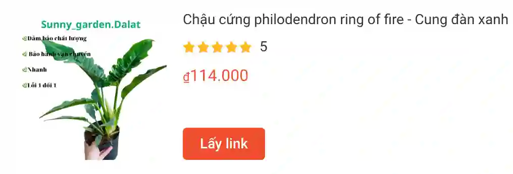 Những điều có thể bạn chưa biết về Philodendron Ring of Fire - Trầu bà cung đàn 4 Chau cung philodendron ring of fire Cung dan | Monsteraholic
