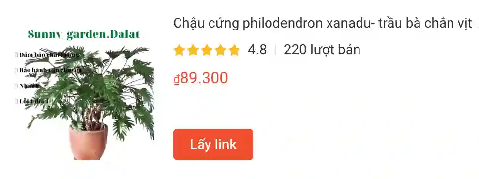 Hướng dẫn chăm sóc Philodendron Xanadu - Trầu bà chân vịt 2 Chau cung philodendron xanadu trau ba chan vit | Monsteraholic