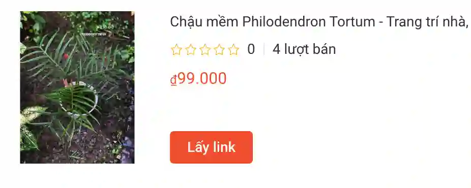 Chau mem Philodendron Tortum | Monsteraholic