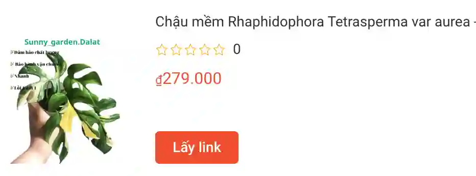 Chau mem Rhaphidophora Tetrasperma var aurea Mons mini var vang | Monsteraholic