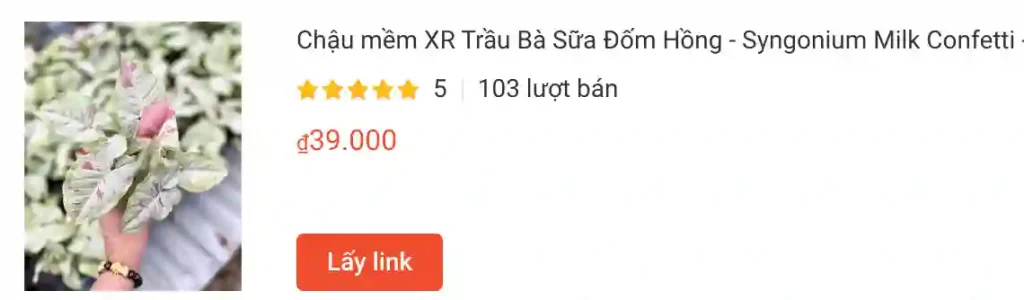 Chau mem XR Trau Ba Sua Dom Hong Syngonium Milk Confetti | Monsteraholic