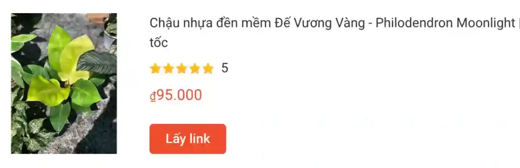 Những điều có thể bạn chưa biết về Philodendron Moonlight - Trầu bà đế vương vàng 1 Chau nhua den mem De Vuong Vang Philodendron Moonlight | Monsteraholic
