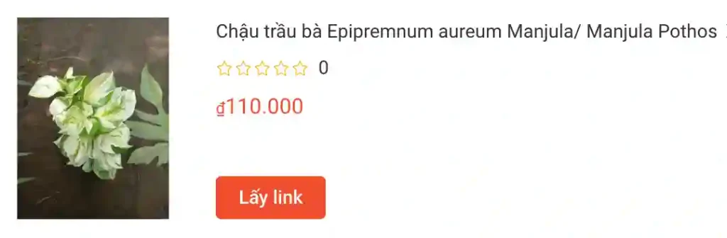 Chau trau ba Epipremnum aureum Manjula Manjula Pothos | Monsteraholic