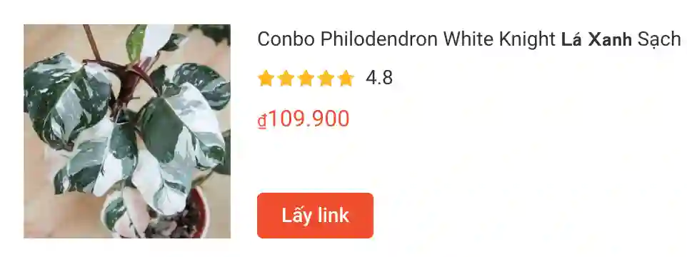 Conbo Philodendron White Knight 𝗟𝗮́ 𝗫𝗮𝗻𝗵 Sach | Monsteraholic