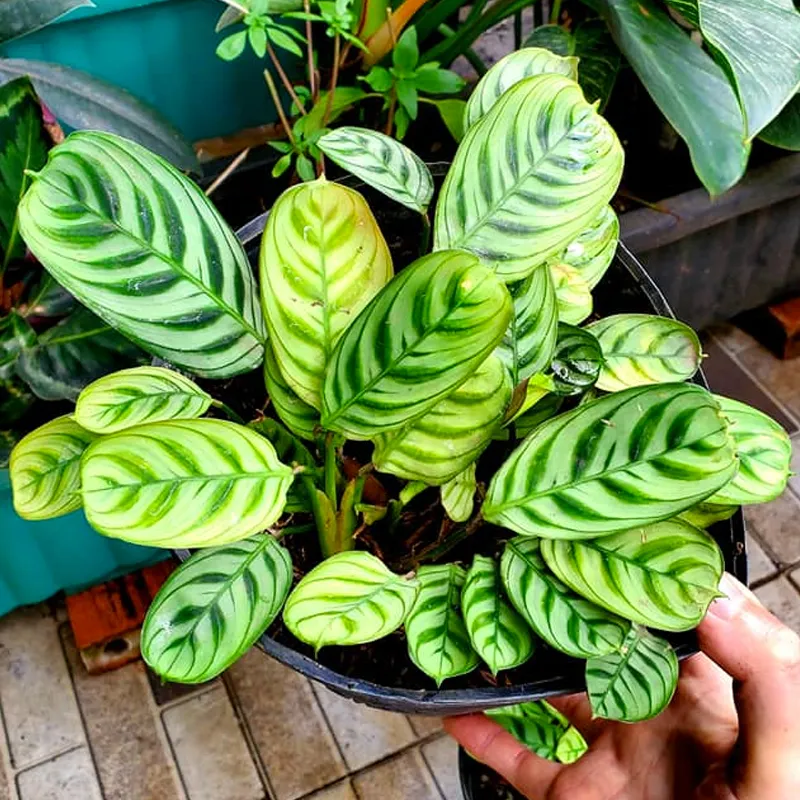 Ctenanthe burle marxii 1 monsteraholic