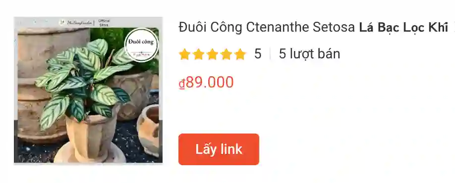 Duoi Cong Ctenanthe Setosa 𝗟𝗮́ 𝗕𝗮̣𝗰 𝗟𝗼̣𝗰 𝗞𝗵𝗶́ | Monsteraholic