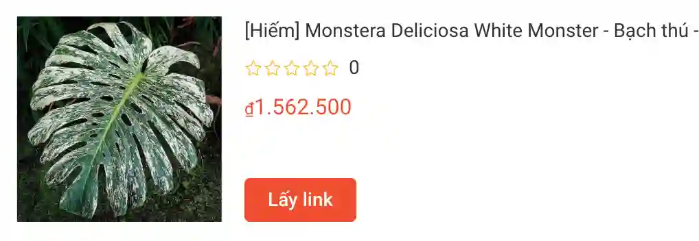 Hiem Monstera Deliciosa White Monster Bach thu | Monsteraholic